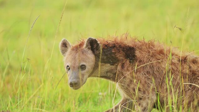 Slow Motion Shot of African Wildlife in Maasai Mara National Reserve, Kenya, Africa Safari Animal Hyena playing with remains of carcus, feeding in Masai Mara North Conservancy