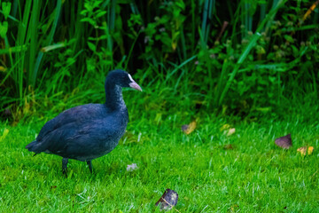 The Eurasian coot, Fulica atra, also known as the common coot, swims on a lake