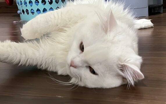a photography of a white cat laying on the floor with its paws on the floor.