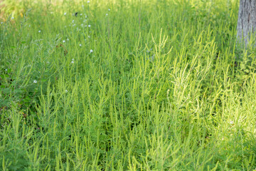 Ambrosia pollen allergy concept. Ragweed bushes. Ambrosia artemisiifolia causing allergy summer and autumn. Sneezing because of ragweed. Close-up.