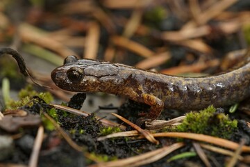 Closeup on a Northern Oregon Dunn's salamander, Plethodon dunni sitting on moss