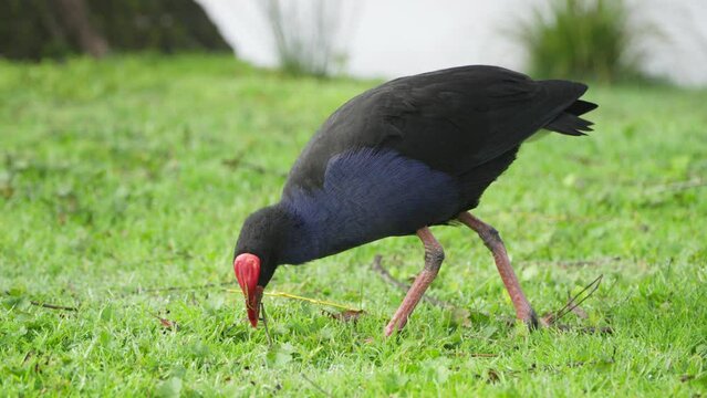 Pukeko or Purple Swamp Hen feeds on short lakeside grass in slow motion