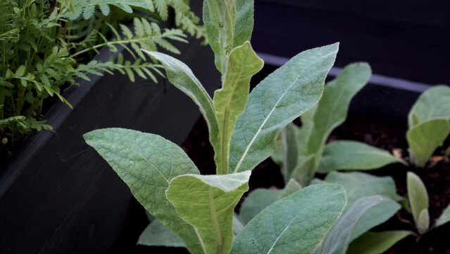 The medicinal plant growing example in a garden in a wooden planter box. A stem of the great mullein (Verbascum thapsus) plant with leaves and a flowering head.