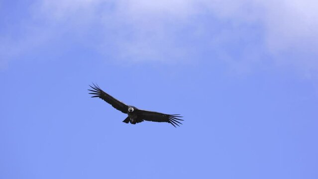 Majestic Andean condor flying against blue sky with clouds showing huge wingspan.