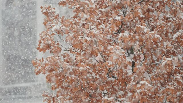 Heavy first snow swirls slowly falling on dry oak tree leaves. Slow-motion shot.