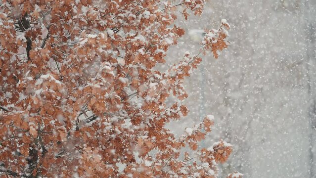 First snow swirls slowly falling on dry oak tree leaves. Slow-motion shot.