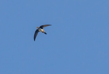 Obraz premium Alpine Swift in flight in the sky