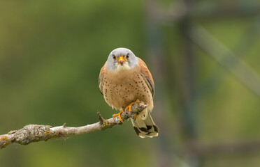 Male lesser kestrel brring different food (insects, mice, voles) for baby in nest