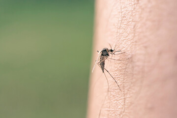a mosquito sucks blood from a human body. macro photo of a mosquito on the armMosquito Full of Blood