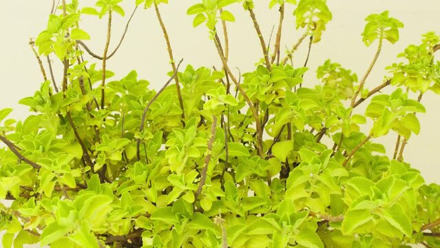 View of fresh green ajwain leaves, closeup of fresh mexican mint