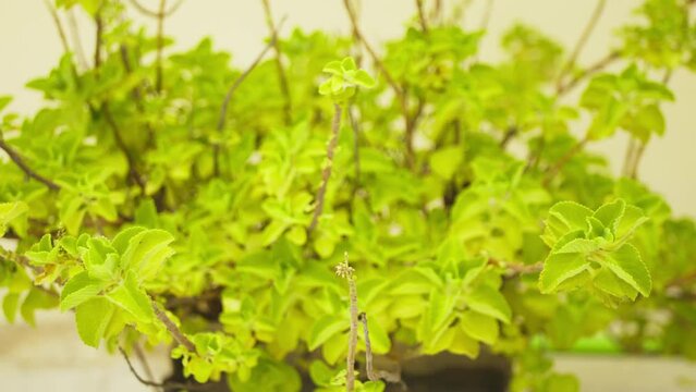 View of fresh green ajwain leaves, closeup of fresh mexican mint