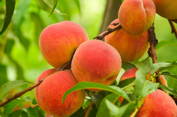 peaches on a tree