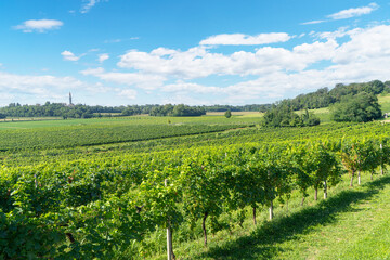 Fototapeta na wymiar north-eastern Italy vineyards