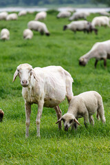 Obraz na płótnie Canvas Young sheep on grass field in spring