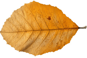 Cottonwood leaf isolated on transparent background - high quality PNG for design projects