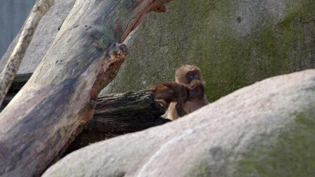 Monkey and monkey cub in enclosure at zoo, just before feeding. Filmed in sunny spring weather at Wilhelma in Germany.
