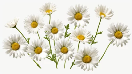 Poster Im Rahmen Beautiful daisy flowers isolated on white background - high quality PNG for design projects © Ameer