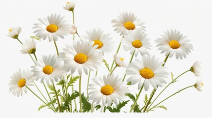 Beautiful daisy flowers with yellow centers and white petals isolated on white background - high quality PNG