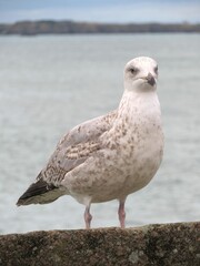 mouette