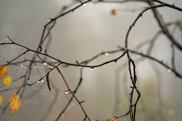 Autumn natural background with branches and raindrops