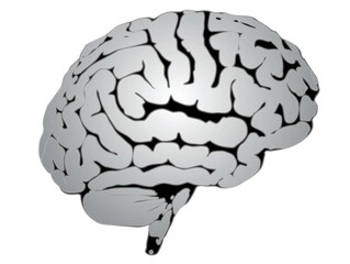 illustration of a human brain, vector drawing