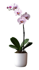 Beautiful tropical orchid flower in pot
