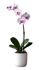 Fototapeten Beautiful tropical orchid flower in pot © Lusi_mila