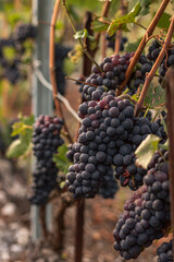 Field of Red Grapes Ready to Harvest