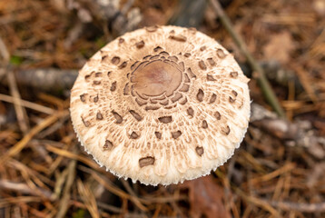 Mushrooms umbrellas grow in the autumn forest. Close-up