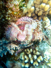 Scorpaenopsis oxycephalus at the bottom of a coral reef in the Red Sea