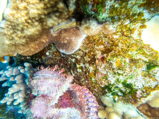 Scorpaenopsis oxycephalus at the bottom of a coral reef in the Red Sea