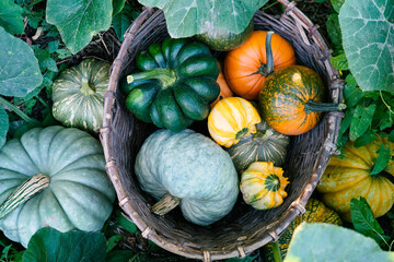 Different pumpkins in a large wicker, outdoors. Autumn harvest. Selective focus.