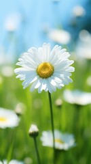 Isolated chamomile flower with dew drops in the rays of the sun on a blurred background of a summer field. wallpaper