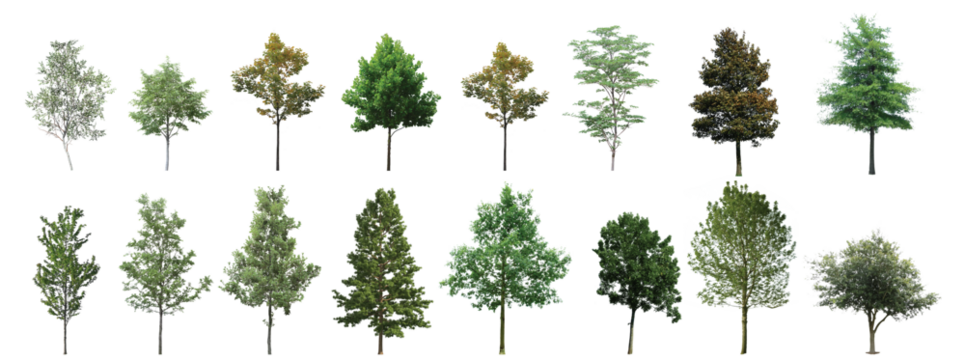 Collection Beautiful Trees Isolated on white background, Suitable for use in architectural design, Decoration work, Used with natural articles both on print and website.