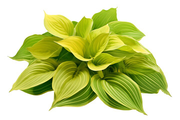 Green and yellow Hosta leaves isolated on transparent background - high quality PNG of perennial plant