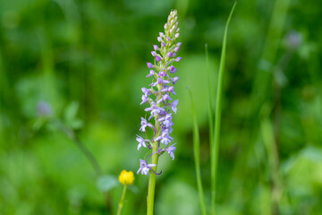 Fragrant Orchid (Gymnadenia conopsea) in natural habitat