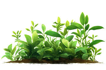 Fototapeta premium Inch Plant with beautiful stripes on green leaves isolated on transparent background