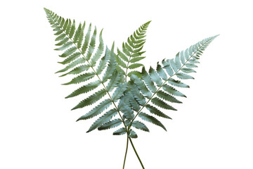Japanese Painted fern leaves PNG isolated on transparent background - A beautiful and hardy ornamental plant for your garden - Powered by Adobe
