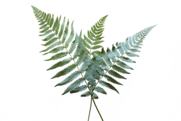 Japanese Painted fern leaves PNG isolated on transparent background - A beautiful and hardy ornamental plant for your garden
