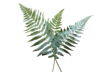 Foto op Plexiglas Japanese Painted fern leaves PNG isolated on transparent background - A beautiful and hardy ornamental plant for your garden © Ameer