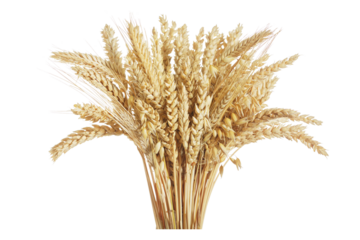 Mix of wheat ears, rye, barley and oats isolated on transparent background