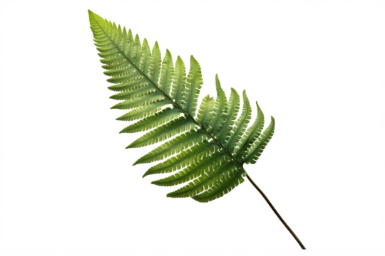 Japanese Painted fern leaves PNG isolated on transparent background - A beautiful and hardy ornamental plant for your garden