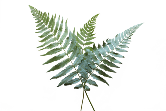 Japanese Painted fern leaves PNG isolated on transparent background - A beautiful and hardy ornamental plant for your garden - Powered by Adobe