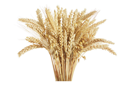 Mix of wheat ears, rye, barley and oats isolated on transparent background