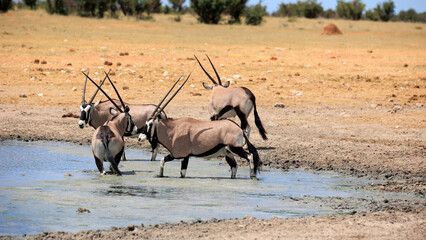 Oryxantilopen