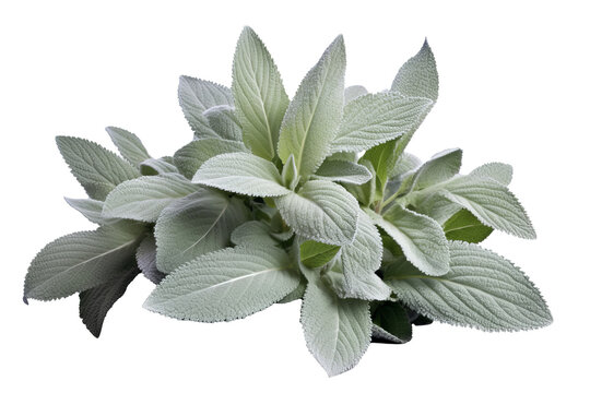 Lamb&rsquo;s Ear plant PNG isolated on transparent background - A close-up view of the fuzzy and silvery green leaves of Stachys Byzantina