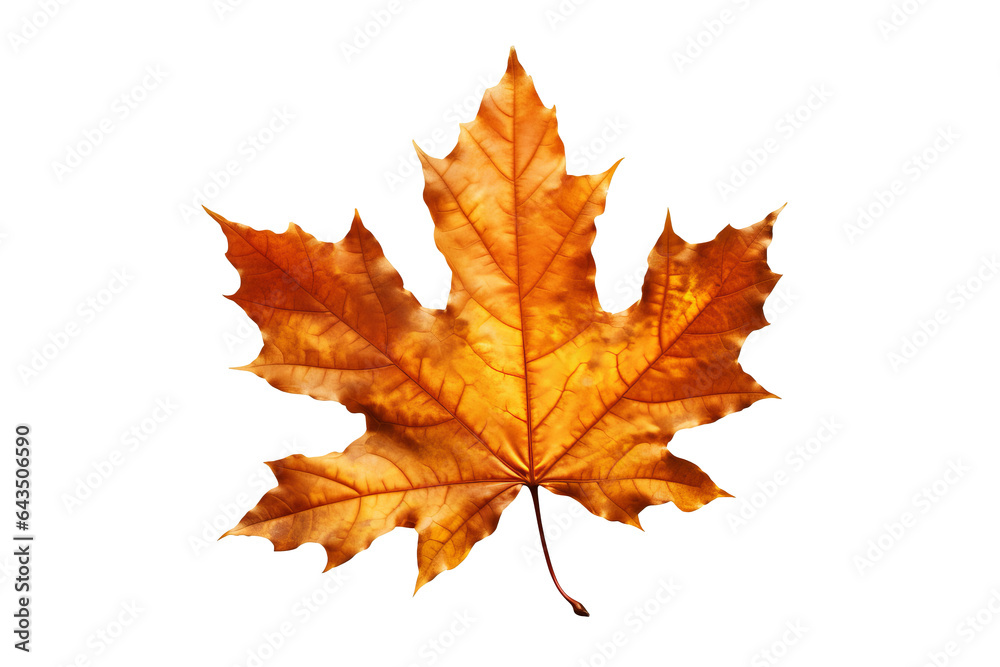Canvas Prints red maple leaf isolated on transparent background - fall foliage in high-resolution png