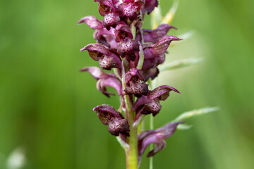 Bug Orchid (Orchis coriophora) in natural habitat