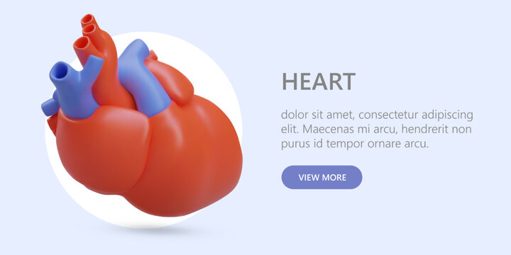 Realistic human heart. Services of cardiologist. Cardio center advertisement. Examination, diagnosis, treatment. Cardiac. Banner on colored background with text. Web template