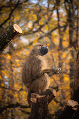 Curious Guinea Baboon in Autumn Zoological Garden. Furry Brown Monkey in Zoo during Colorful Fall Season.